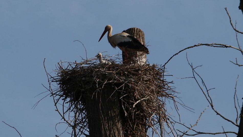 Čápata v Černošíně rostou, už vykukují z hnízda