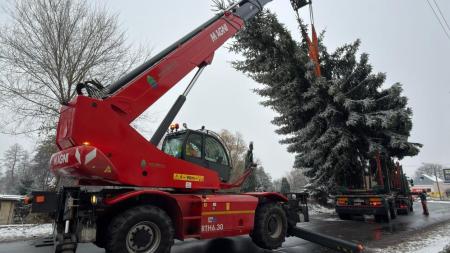 Karlovy Vary mají nový vánoční strom: Smrk z Tuhnic nahradil poničenou douglasku