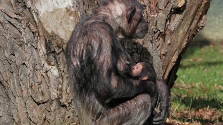 Šimpanzí mládě se poprvé ukázalo návštěvníkům plzeňské zoo