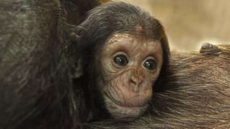Jméno pro šimpanzí mládě vybírá v hlasování veřejnost