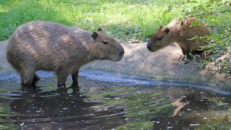 Kapybary chová plzeňská zoo už 25 let. Poslední mládě se narodilo v červnu!