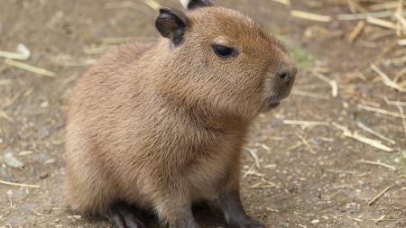 V plzeňské zoo se narodila dvě mláďata kapybar