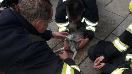 Požár na kuchyňské lince zaměstnal hasiče, přidušená kočka dostala kyslíkovou terapii