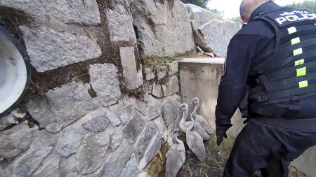 VIDEO: Záchranná akce na Šídlováku, pod přepadem uvízla labutí mláďata