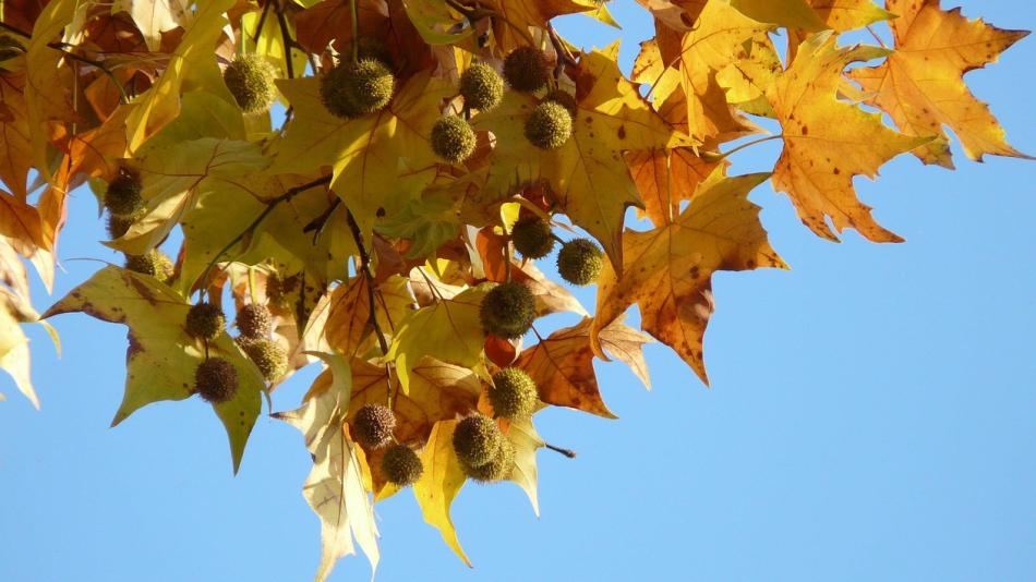 Karlovy Vary si připomenou 17. listopad pietním aktem v parku Anny Politkovské