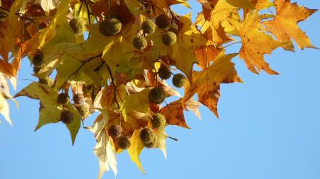 Karlovy Vary si připomenou 17. listopad pietním aktem v parku Anny Politkovské