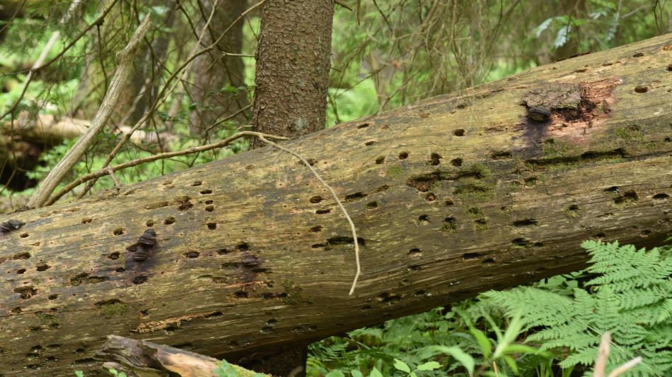 Boubínský prales vydal další tajemství. Výskyt vzácných druhů hub souvisí se způsobem smrti stromů