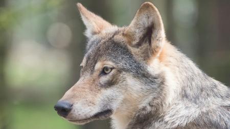 Vlčice s bílým pruhem na zádech zpět ve výběhu, jeden vlk je stále na svobodě