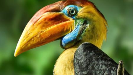 Zoo Zlín odchovala jako první zoo v Česku zoborožce přilbového. Mládě je ve skvělé kondici