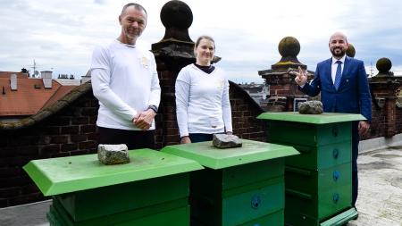 Plzeňská radnice zvýšila počet včelích úlů na svých budovách