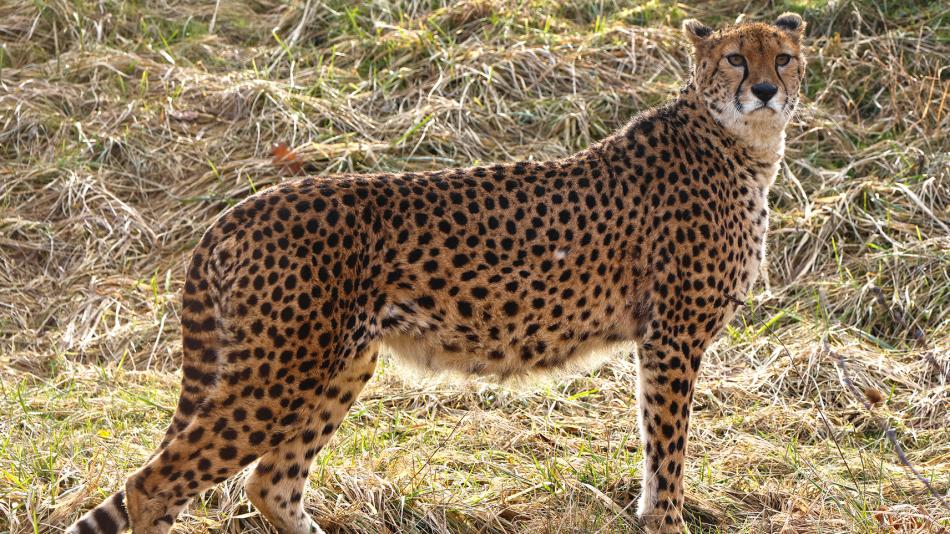 Plzeňská zoo přivítala nové obyvatele, dvě gepardí samice dorazily z Francie
