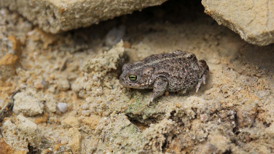 Kriticky ohrožené ropuchy v Karlovarském kraji zatím přežívají, vhodných míst pro jejich další přežívání však ubývá