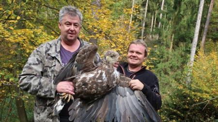 Orlice odchycená na Rokycansku léčení nezvládla, zemřela na vnitřní zranění