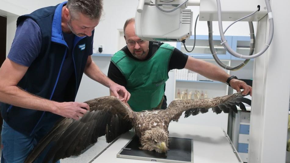 Orel mořský s poraněnou krční páteří se nyní léčí v Plzni