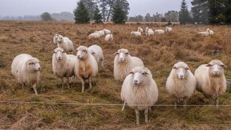 NP Šumava žádá turisty, aby se vyhnuli trasám, které vedou skrz pastviny
