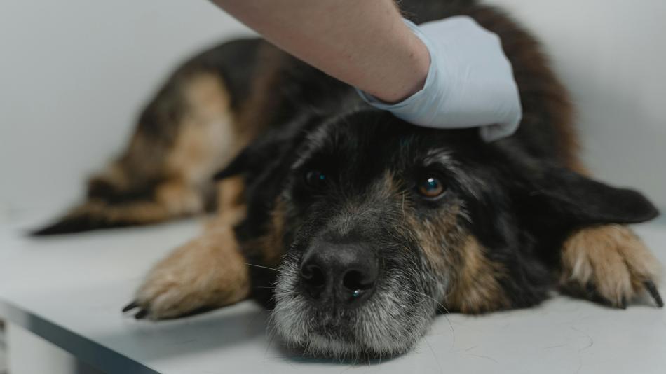 Nová veterinární služba první pomoci pomohla během prvního víkendu téměř dvaceti zvířatům