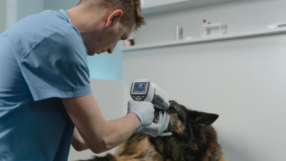 Karlovarský kraj se ohrazuje proti kritice: Veterinární pohotovost řešíme, klíčem je schůzka se Správou železnic