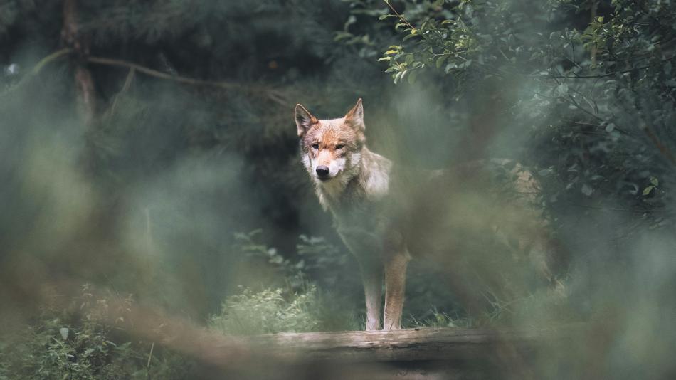 Genetické testy potvrdily: uhynulá vlčice ze Šumavy pocházela z výběhu v Srní