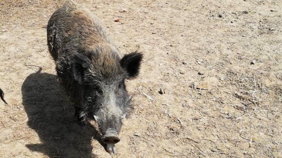 V Chodově mají problém s přemnoženými divokými prasaty, myslivci je odstřelují