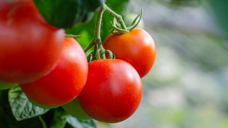 Můžeme ochránit rajčata před plísní? Jde to