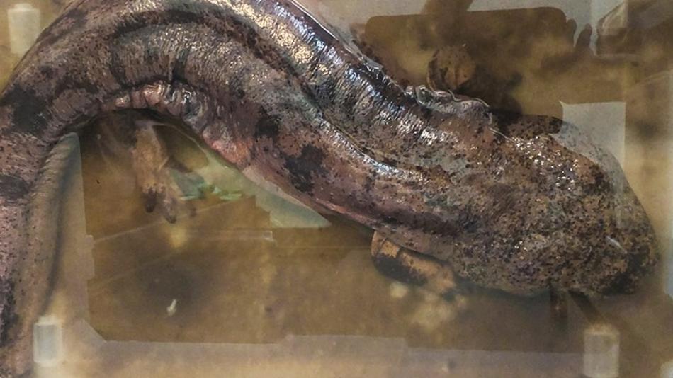 Vzácný nález v Plzni: strážníci se postarali o velemloka, ohrožený druh byl ponechán v péči odborníků.