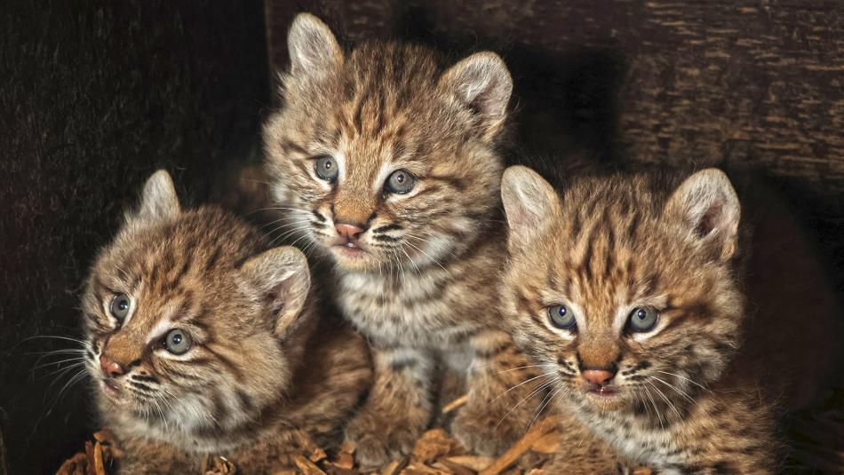 Mezinárodní den rysů slaví zoo novými přírůstky: Rysí trojčata přišla na svět přesně po dvou letech