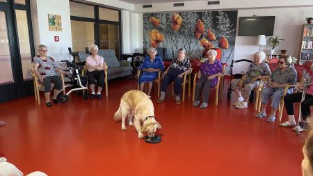 Když psi pomáhají. SeniorCentrum SeneCura Plzeň zpříjemňuje dny klientům canisterapií