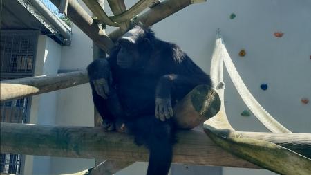 Plzeňská zoo má nového šimpanze, Siri přijel z Krakova