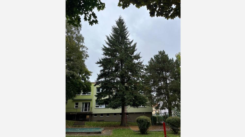 Z mateřské školy na náměstí: Douglaska rozzáří Karlovy Vary