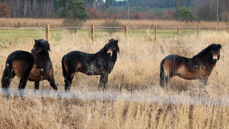 Do přírodní rezervace u dálnice převezli ochránci přírody tři divoké koně