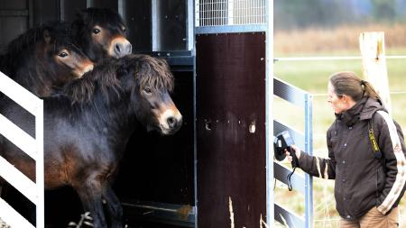 Exmoorští divocí koně pomáhají Janovskému mokřadu