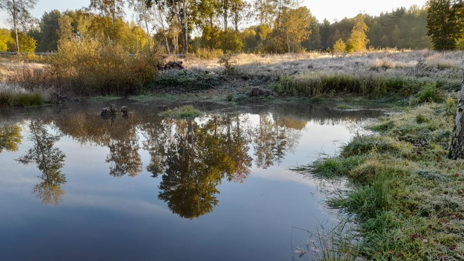 Tůně v lázeňských lesích přispějí k zadržení vody v krajině i zvýšení biodiverzity