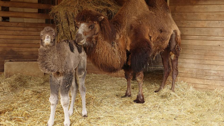 V plzeňského zoo se narodila samička velblouda dvouhrbého
