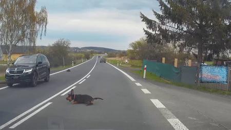 Pes vběhl do cesty autu a způsobil nehodu. Policisté hledají majitele!