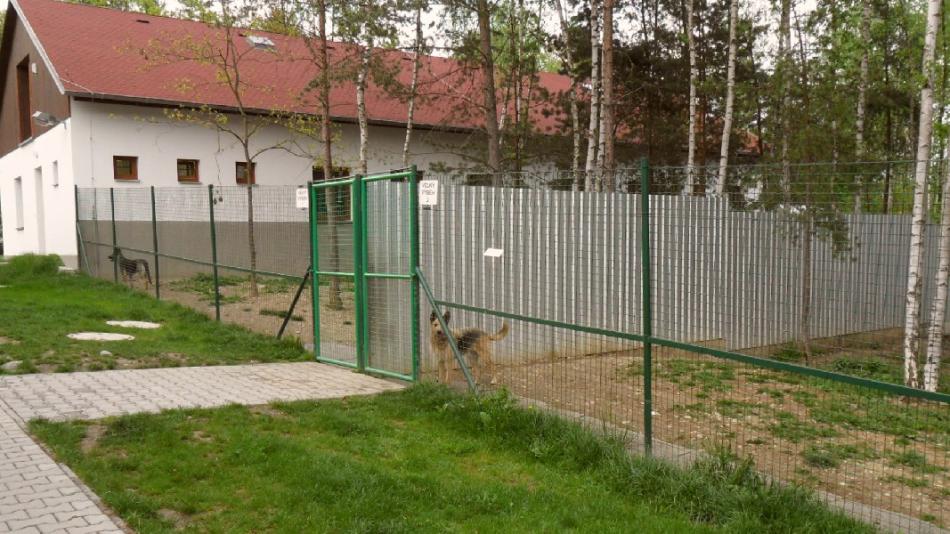 Městská policie v Plzni hledá majitele ztracených pejsků