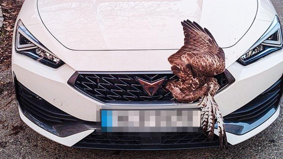 Kuriózní nehoda v Plzni. V masce auta zůstal zaklíněný velký dravec