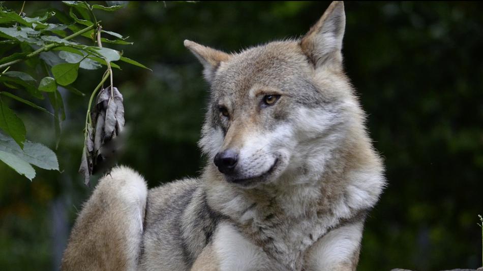 Zraněný vlk z Karlovarska se do přírody už nevrátí
