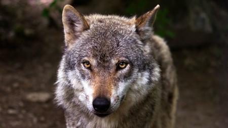 Zraněný vlk z Karlovarska čeká na speciální operaci