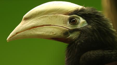 Plzeňská zoo má nového zoborožce, dorazil z Polska