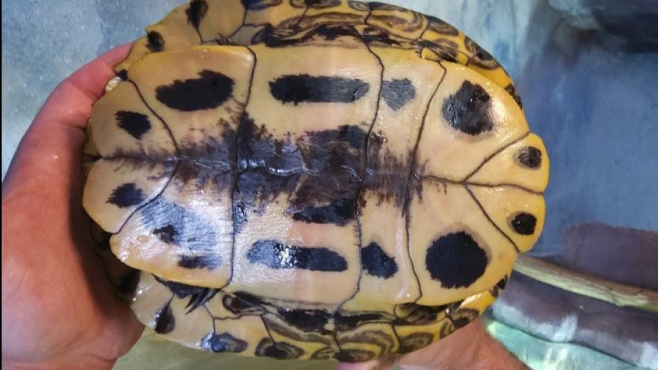 Tuzemský had i nebezpečná exotická želva překvapili lidi na Plzeňsku