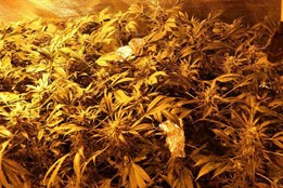 Kriminalisté odhalili velkou pěstírnu konopí. Dalšího muže pak...