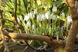 Imbolc nebo Hromnice? Co vlastně slavíme počátkem února?