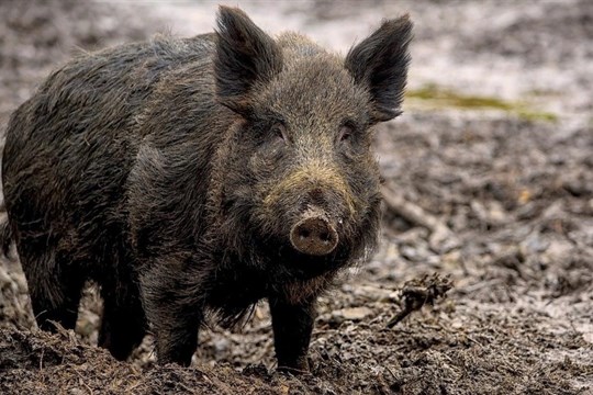 Muže (34) na Plzeňsku napadlo divoké prase, utrpěl vážné zranění!
