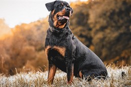 Muži, jehož psi v Holýšově zranili dívku, dal soud pokutu a zákaz...