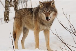 „Problémoví“ vlci? Správa NP Šumava je na řešení konfliktních...