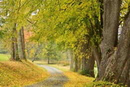 Jaká bude Alej roku 2024? Na nominaci oblíbeného stromořadí či...