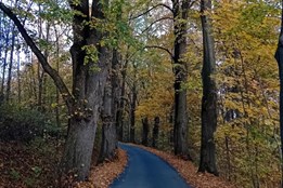 Začíná hlasování v anketě Alej roku 2024. Plzeňský kraj v ní...