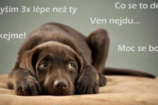 Důrazně žádáme o zákaz, resp. ukončení používání a prodeje zábavní pyrotechniky, petard, ohňostrojů i tzv. lampionů štěstí, uvádí v petici DSZ - ZA PRÁVA ZVÍŘAT