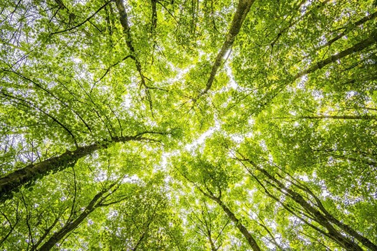 Dlouhá Skála na Domažlicku se stane zvláště chráněným územím