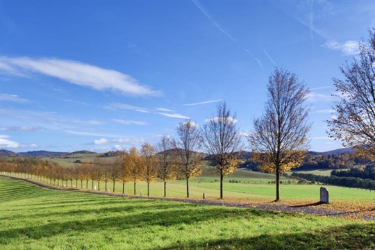 Nejoblíbenější alejí v Plzeňském kraji jsou “Tanaberské lípy”. Celkově alej skončila v anketě šestá